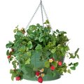 Next2Nature Enameled Galvanized Hanging Strawberry & Flower Planter; Sage NE953191
